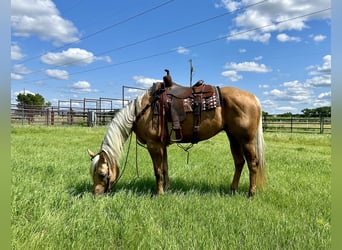 American Quarter Horse, Giumenta, 13 Anni, 157 cm, Palomino