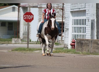 American Quarter Horse Mix, Giumenta, 13 Anni, 160 cm, Pezzato