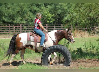 American Quarter Horse Mix, Giumenta, 13 Anni, 160 cm, Pezzato