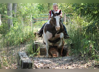 American Quarter Horse Mix, Giumenta, 13 Anni, 160 cm, Pezzato