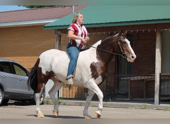 American Quarter Horse Mix, Giumenta, 13 Anni, 160 cm, Pezzato