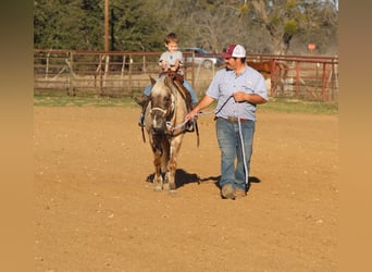 American Quarter Horse, Giumenta, 14 Anni, 122 cm, Baio