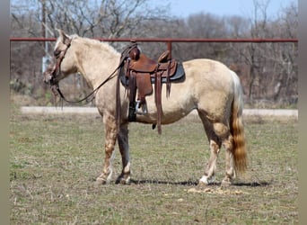 American Quarter Horse, Giumenta, 14 Anni, 122 cm, Baio