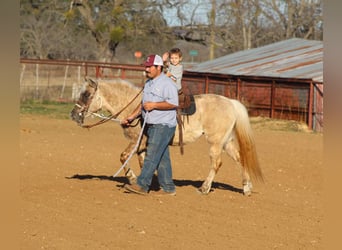 American Quarter Horse, Giumenta, 14 Anni, 122 cm, Baio
