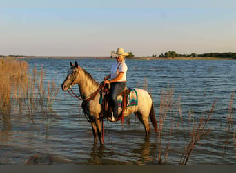 American Quarter Horse, Giumenta, 14 Anni, 145 cm, Grigio