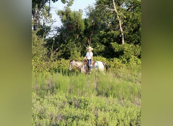 American Quarter Horse, Giumenta, 14 Anni, 145 cm, Grigio