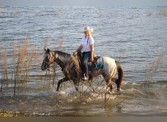 American Quarter Horse, Giumenta, 14 Anni, 145 cm, Grigio