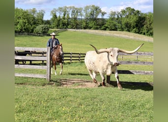 American Quarter Horse, Giumenta, 14 Anni, 145 cm, Rabicano