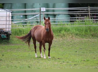 American Quarter Horse, Giumenta, 14 Anni, 145 cm, Sauro