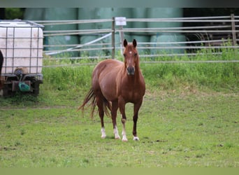 American Quarter Horse, Giumenta, 14 Anni, 145 cm, Sauro