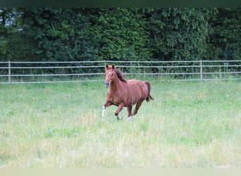 American Quarter Horse, Giumenta, 14 Anni, 145 cm, Sauro