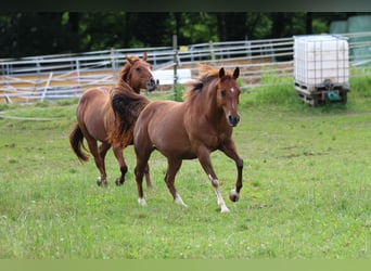 American Quarter Horse, Giumenta, 14 Anni, 145 cm, Sauro