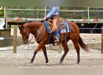 American Quarter Horse, Giumenta, 14 Anni, 147 cm, Baio ciliegia