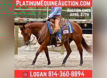 American Quarter Horse, Giumenta, 14 Anni, 147 cm, Baio ciliegia