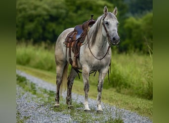 American Quarter Horse, Giumenta, 14 Anni, 147 cm, Grigio