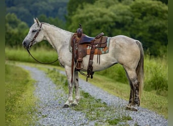 American Quarter Horse, Giumenta, 14 Anni, 147 cm, Grigio