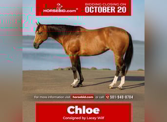 American Quarter Horse, Giumenta, 14 Anni, 147 cm, Pelle di daino
