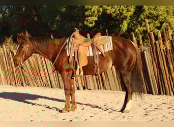 American Quarter Horse, Giumenta, 14 Anni, 147 cm, Roano rosso
