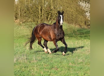 American Quarter Horse, Giumenta, 14 Anni, 148 cm, Baio nero
