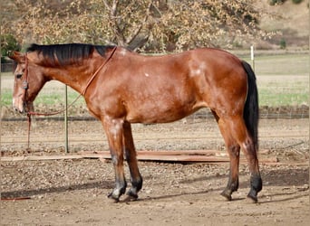 American Quarter Horse, Giumenta, 14 Anni, 150 cm, Baio roano