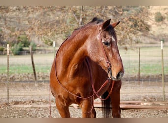 American Quarter Horse, Giumenta, 14 Anni, 150 cm, Baio roano