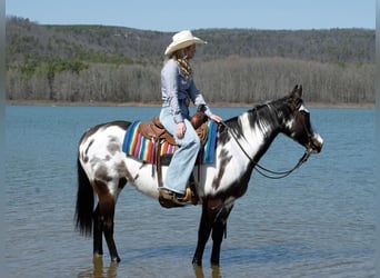 American Quarter Horse, Giumenta, 14 Anni, 150 cm, Overo-tutti i colori