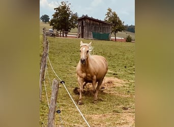 American Quarter Horse, Giumenta, 14 Anni, 150 cm, Palomino