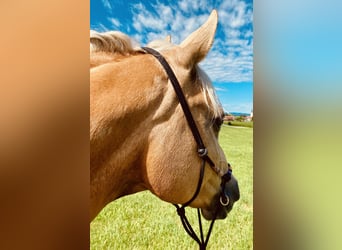American Quarter Horse, Giumenta, 14 Anni, 150 cm, Palomino