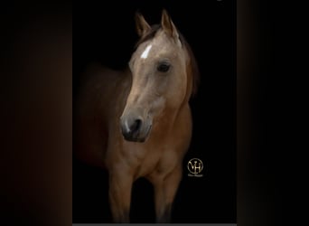 American Quarter Horse, Giumenta, 14 Anni, 150 cm, Pelle di daino