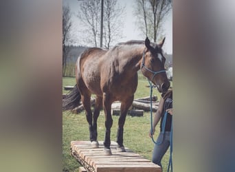 American Quarter Horse, Giumenta, 14 Anni, 152 cm, Baio
