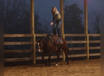 American Quarter Horse, Giumenta, 14 Anni, 152 cm, Baio ciliegia