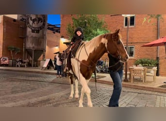 American Quarter Horse, Giumenta, 14 Anni, 152 cm, Sauro scuro