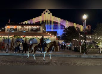 American Quarter Horse, Giumenta, 14 Anni, 152 cm, Sauro scuro