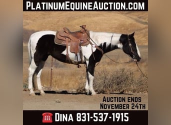 American Quarter Horse, Giumenta, 14 Anni, 152 cm, Tobiano-tutti i colori