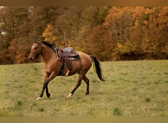 American Quarter Horse, Giumenta, 14 Anni, 153 cm