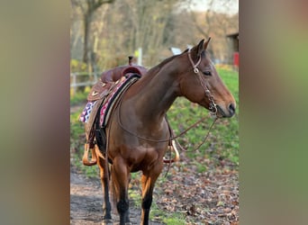 American Quarter Horse, Giumenta, 14 Anni, 155 cm, Baio