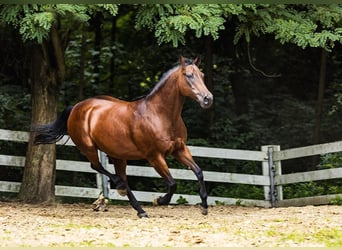 American Quarter Horse, Giumenta, 14 Anni, 156 cm, Baio nero