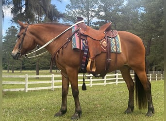 American Quarter Horse, Giumenta, 14 Anni, Baio ciliegia