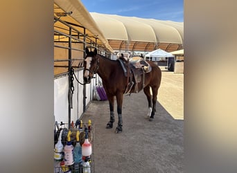 American Quarter Horse, Giumenta, 14 Anni, Baio ciliegia