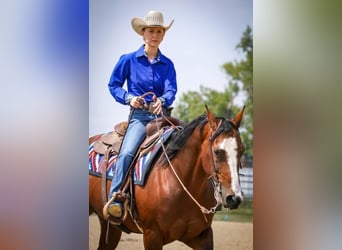 American Quarter Horse, Giumenta, 14 Anni, Baio ciliegia