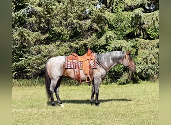 American Quarter Horse, Giumenta, 14 Anni, Baio roano