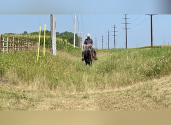 American Quarter Horse, Giumenta, 14 Anni, Baio roano