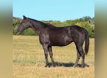 American Quarter Horse, Giumenta, 14 Anni, Morello