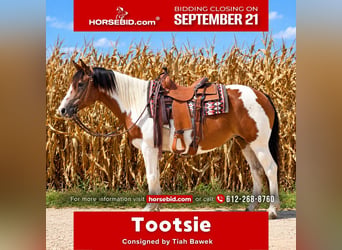 American Quarter Horse, Giumenta, 14 Anni, Pezzato