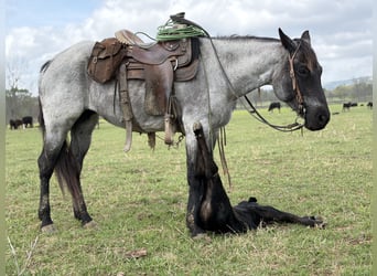 American Quarter Horse, Giumenta, 14 Anni, Roano blu