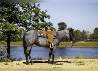 American Quarter Horse, Giumenta, 14 Anni, Roano blu