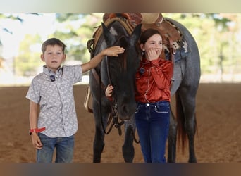 American Quarter Horse, Giumenta, 14 Anni, Roano blu