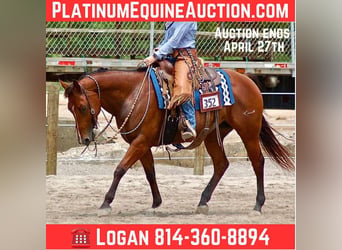 American Quarter Horse, Giumenta, 15 Anni, 147 cm, Baio ciliegia