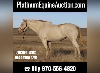American Quarter Horse, Giumenta, 15 Anni, 147 cm, Cremello