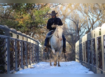 American Quarter Horse, Giumenta, 15 Anni, 147 cm, Cremello